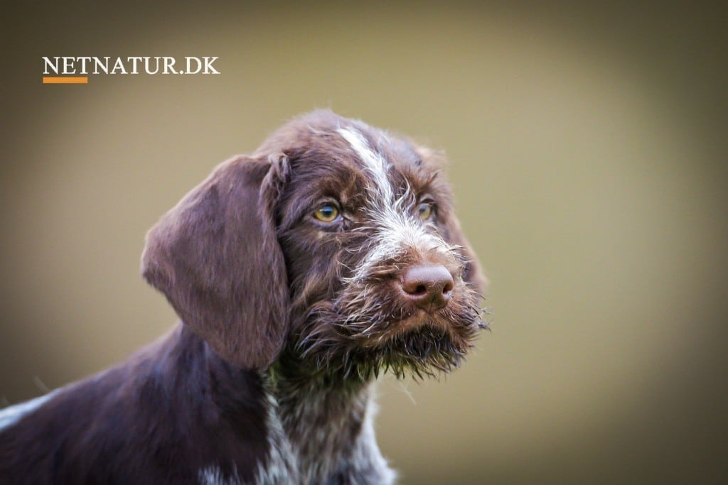 Dyrenes beskyttelse advarer mod hvalpefabrikker