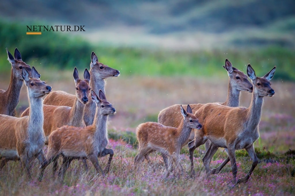 Naturfilm optaget i tæt befolkede Holland