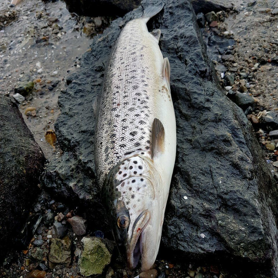 Flot havrørred fra Mariager fjord (1)