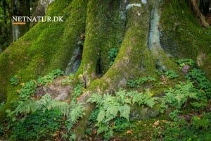 Statsskovene har kortlagt værdifuld skovnatur