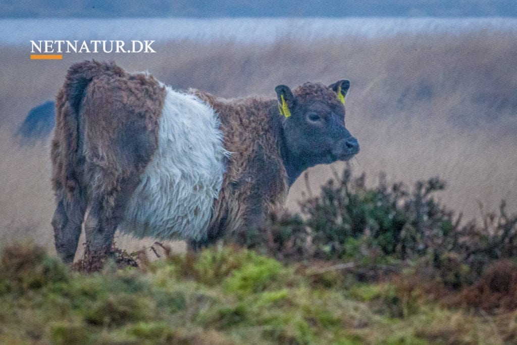 Pleje af småsøer og vandhuller 2