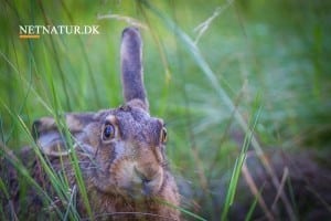 Er jægerne alligevel årsag til nedgang i harebestanden?