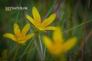 Vendsyssel: Sjælden natur ønskes fredet