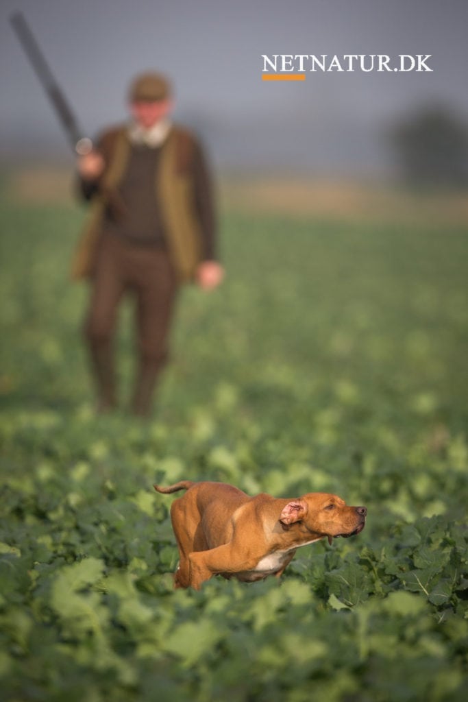Trækker DJ støtten til de stående jagthunde?