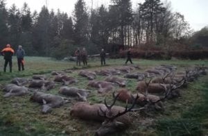 To vellykkede betalingsjagter i midtjyske statsrevirer