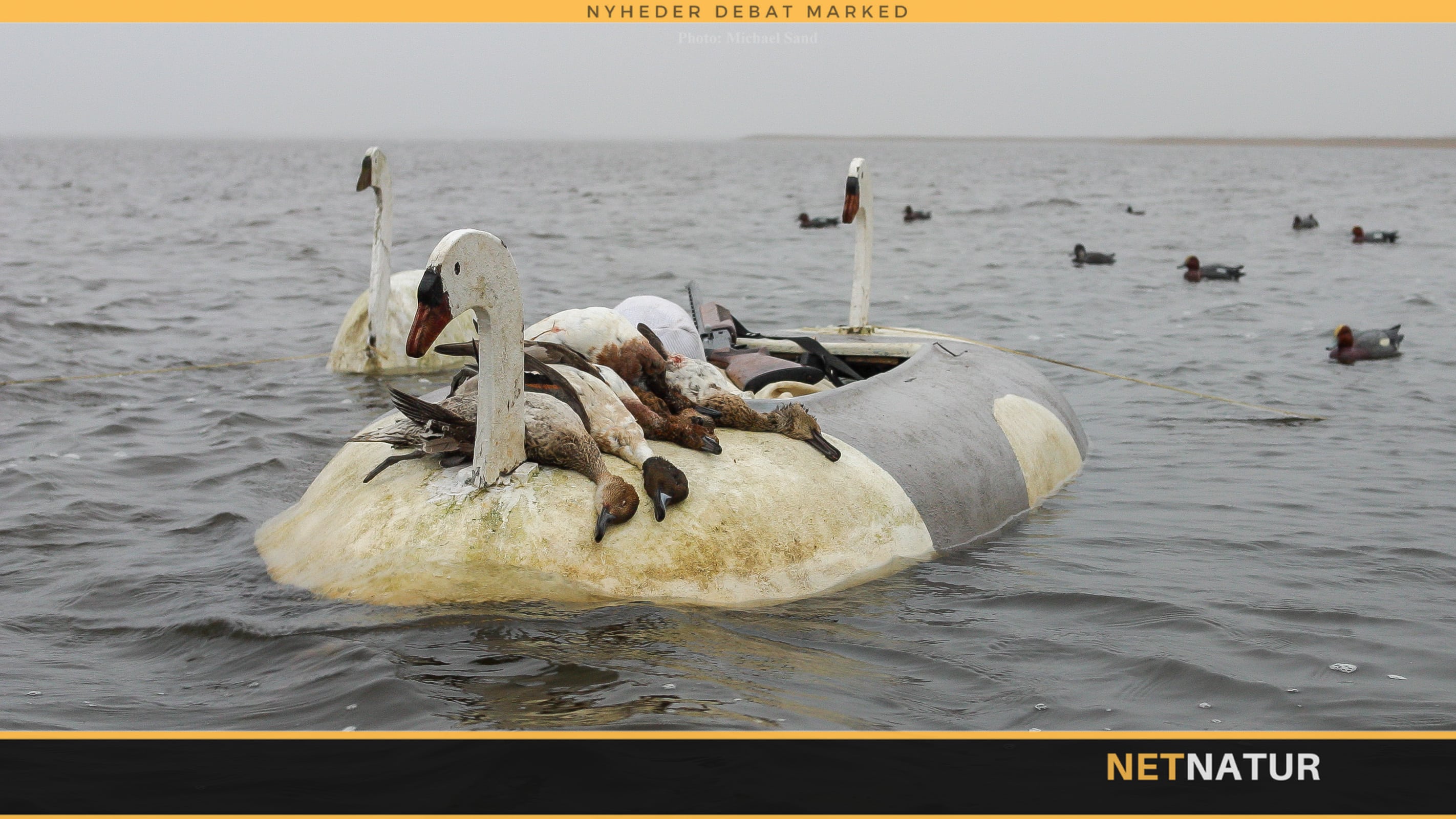 Ænder, gæs og svaner boomer i vigtige fjordområder