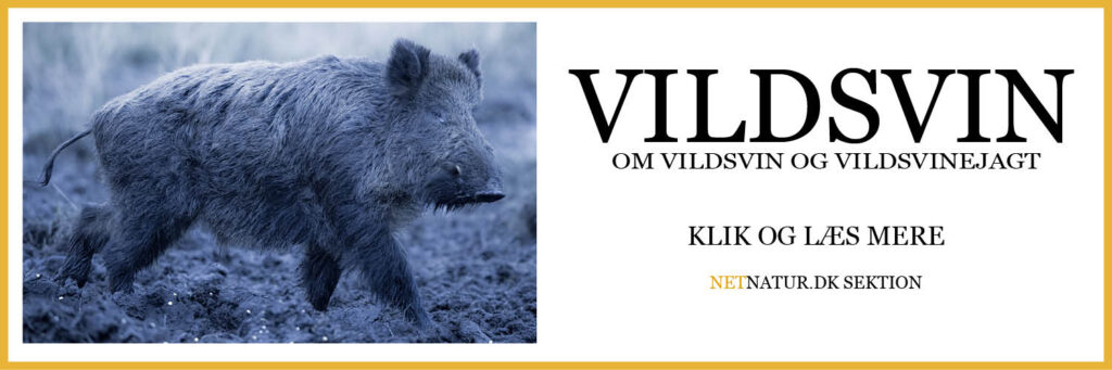 vildsvin
