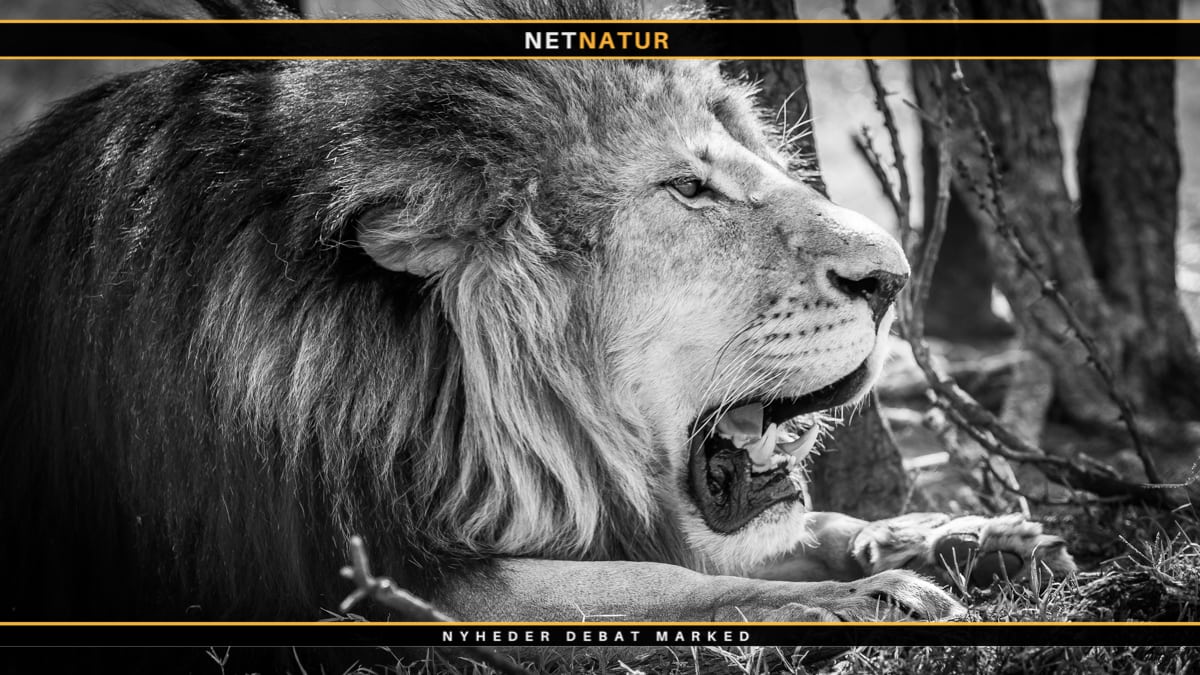 PH’er i Sydafrika stifter ny forening med fokus på jagt og etik