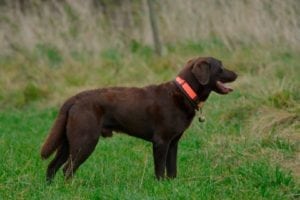 Hvordan bliver man schweiss-hundefører?