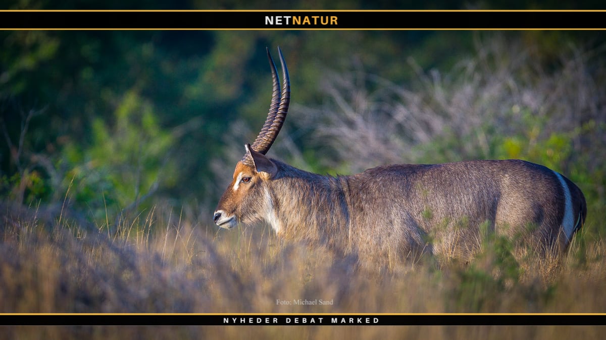 Vandbuk bevarer håbet og kæmper mod alle ods