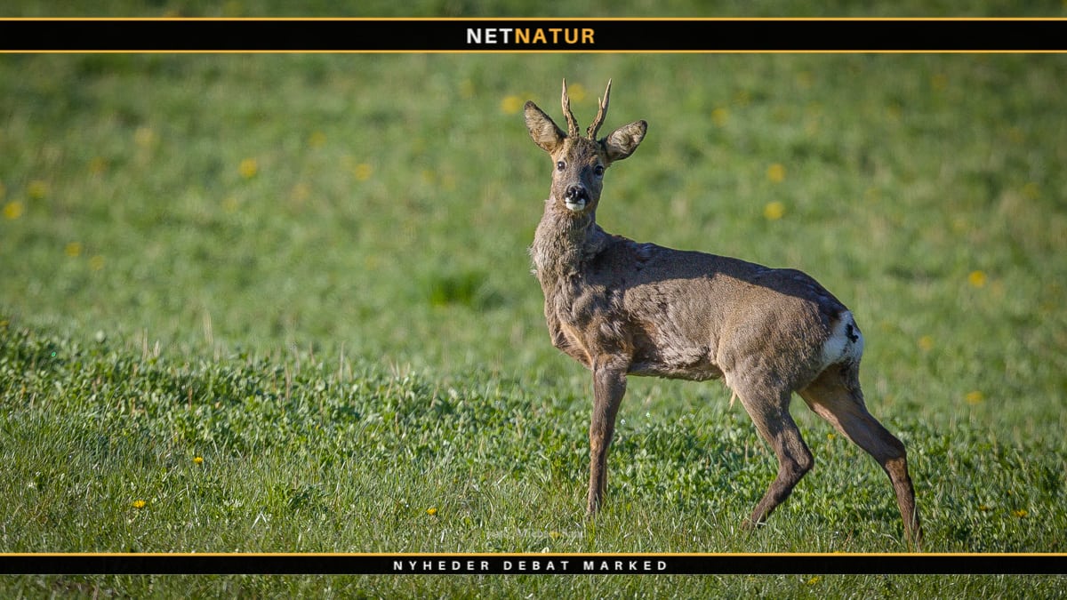 Svensk jagt på råbuk i Sverige om foråret 