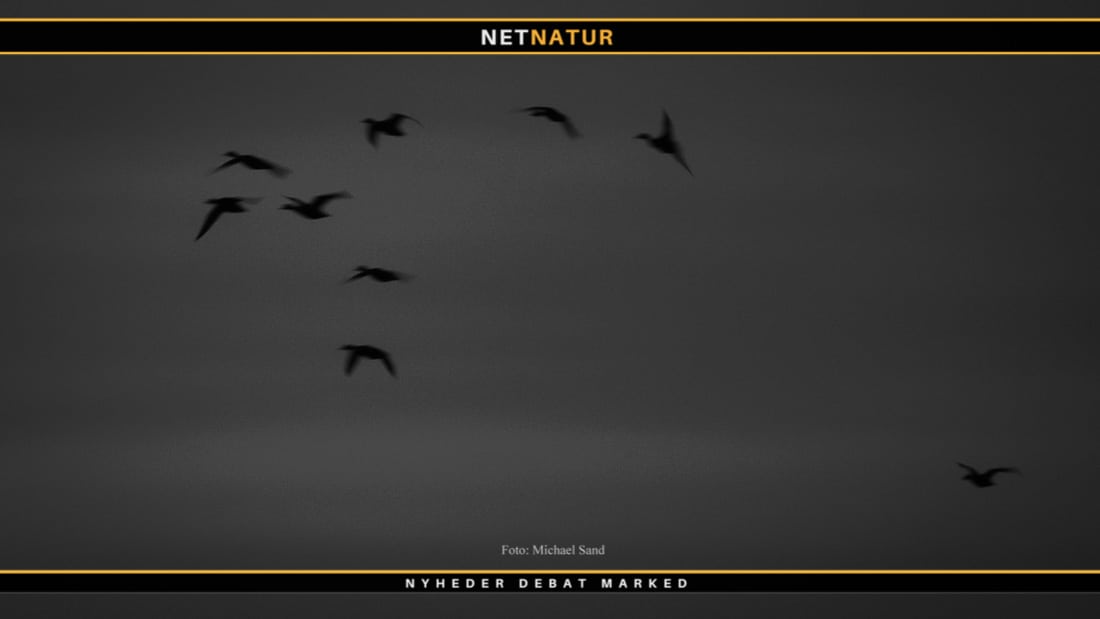 Andetræk og udfodring ved søer