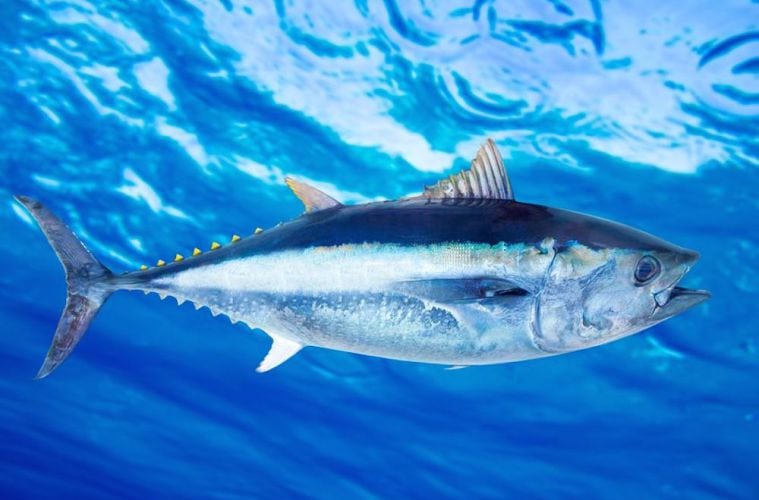 Tun på over 300 kilo fanget på stang i Danmark