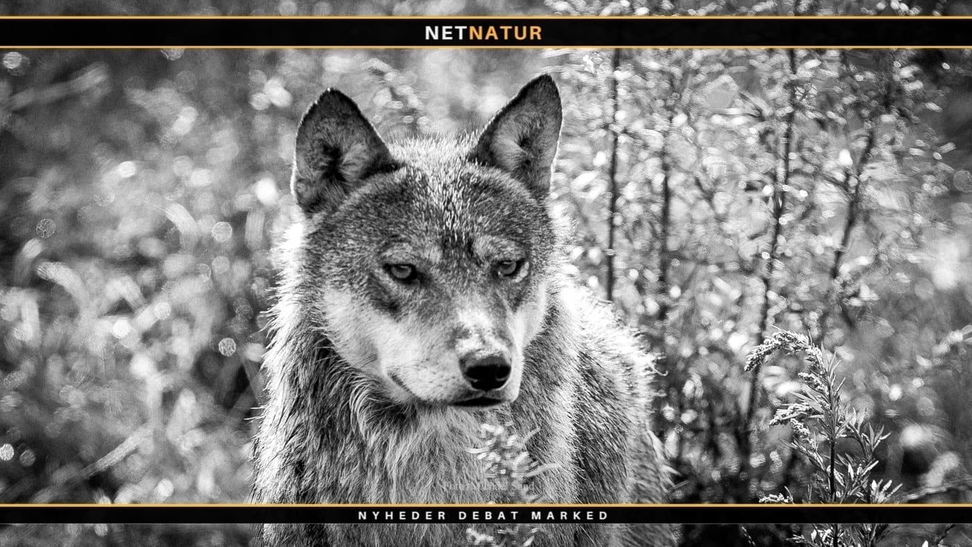 Dømt for at skyde en ægte ulv