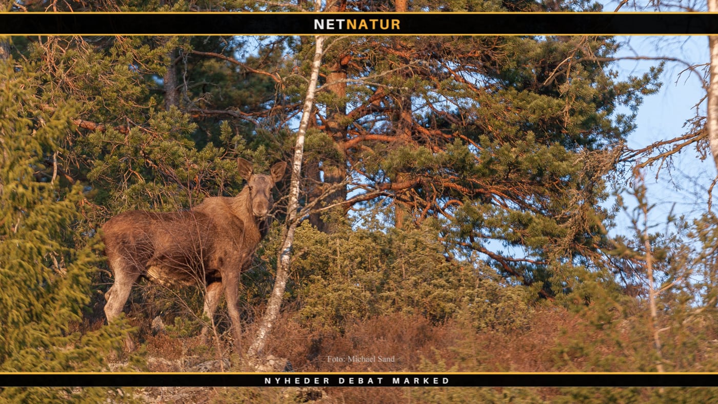 Elgjagt i Sverige område for område