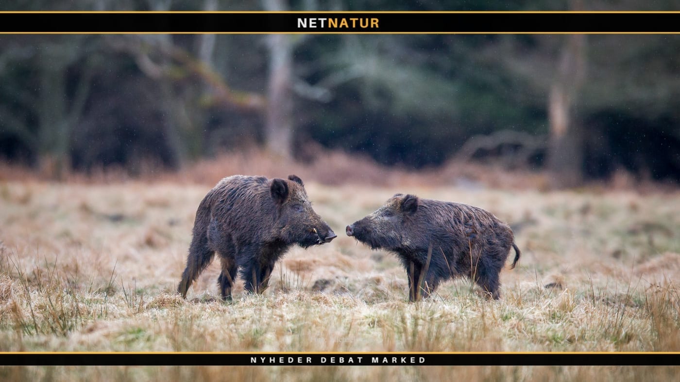 Svinehegn spreder sig i Europa