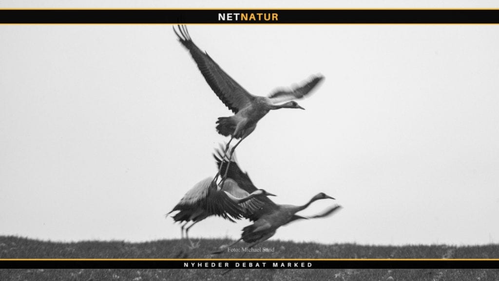 Traner og svaner skal reguleres