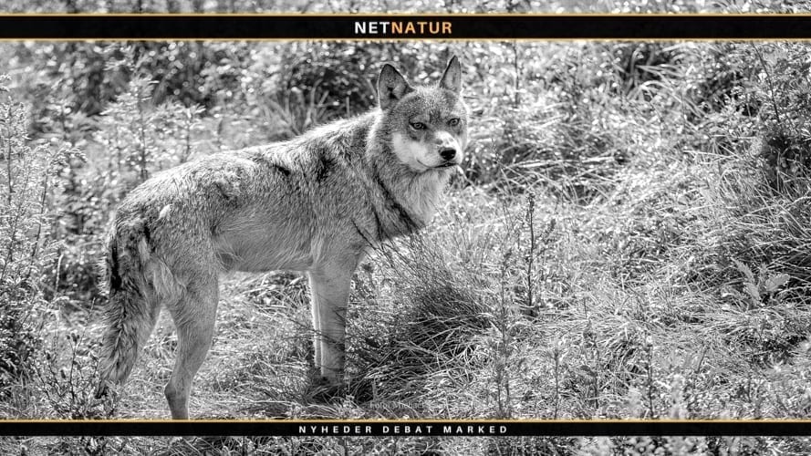 Video viser angreb på husdyr bag ulvesikre hegn