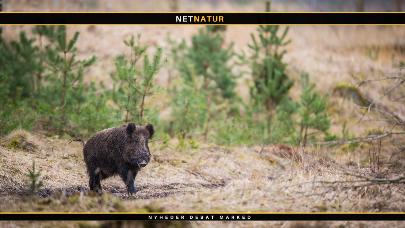 Jagten på de sidste danske vildsvin fortsætter