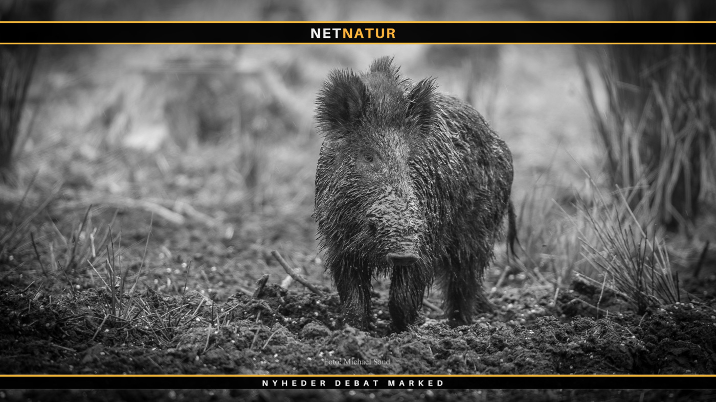 FACE fremlægger jæger synspunkter i Bruxelles