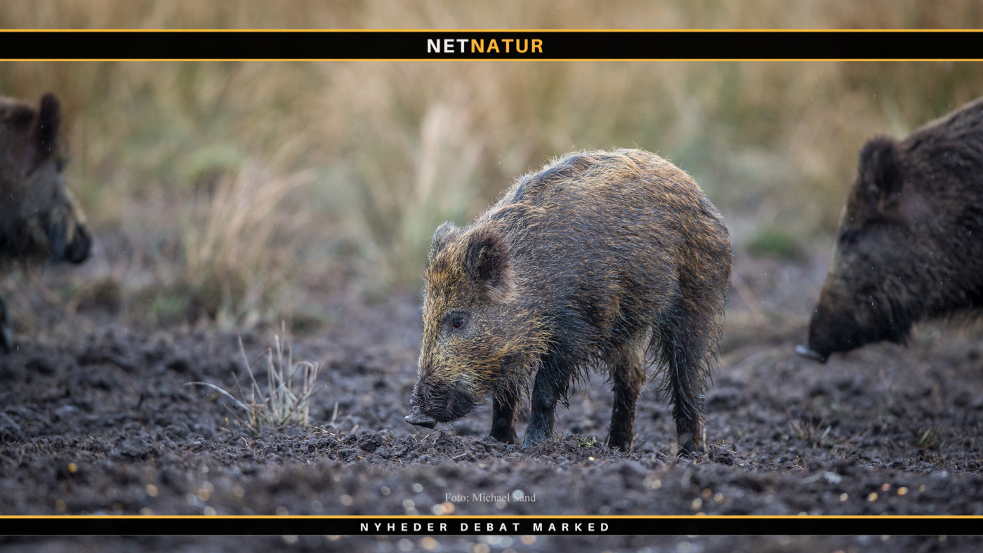 10 mest læste artikler om vildsvin