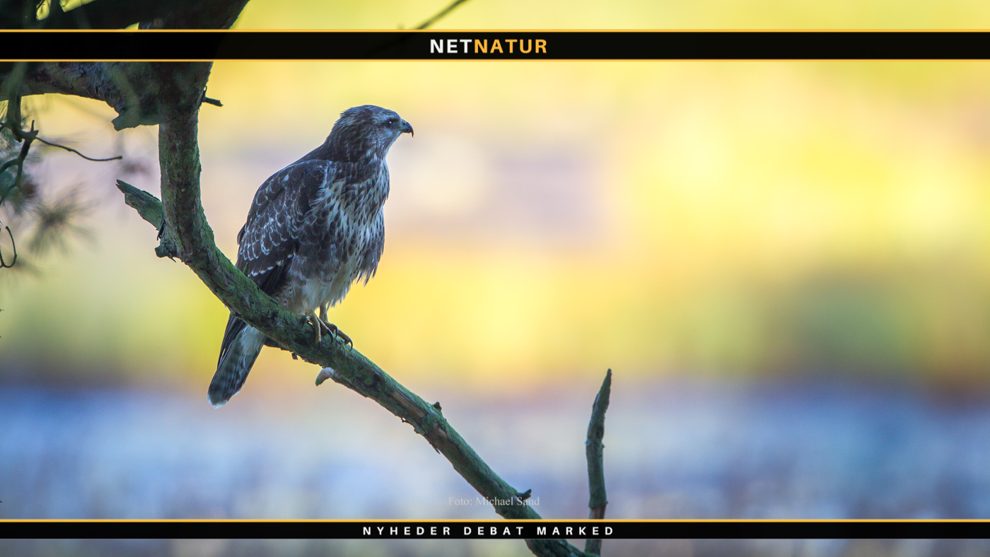 Fugleinfluenza fundet i to rovfugle på Sjælland