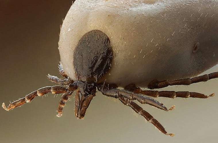 Livstruende parasitter breder sig