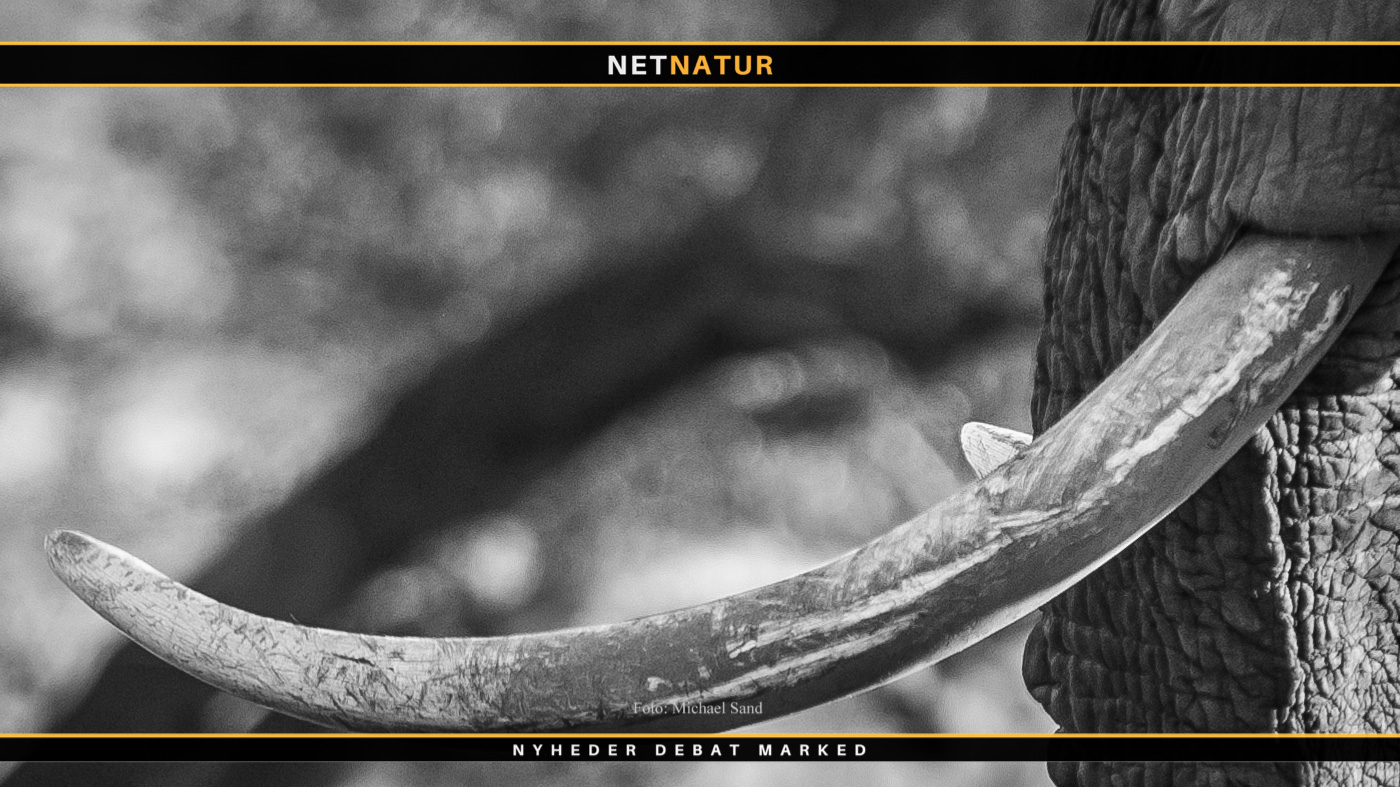 Elefantjagt i Namibia