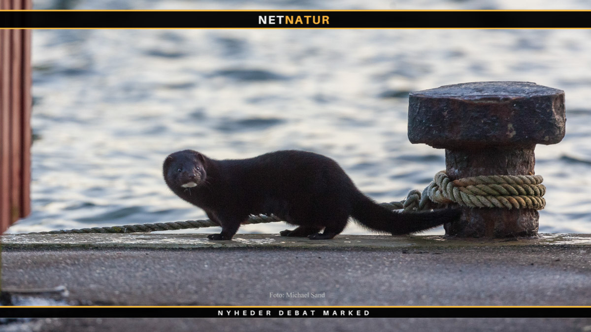 Mink som tæmmet rottefænger