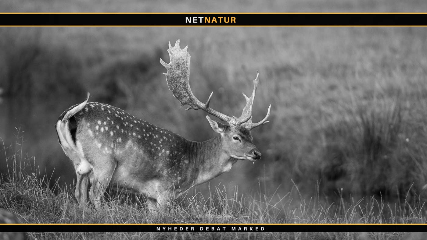 Historisk buejagt på stor dansk dåhjort