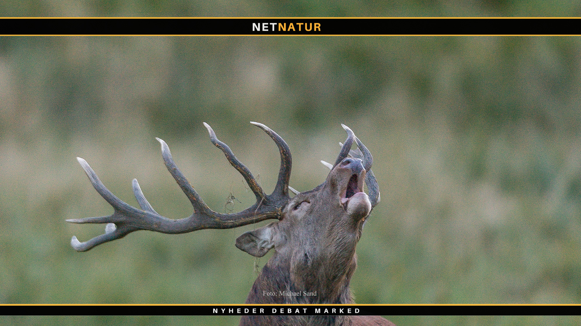 Ungarn og trofæjagt