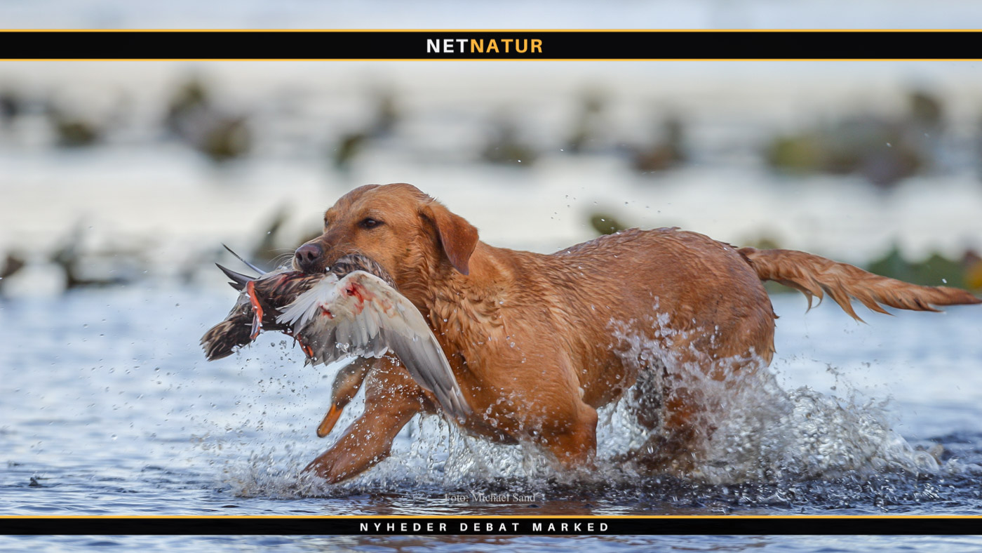 Labrador retriver på ande- og gåsejagt