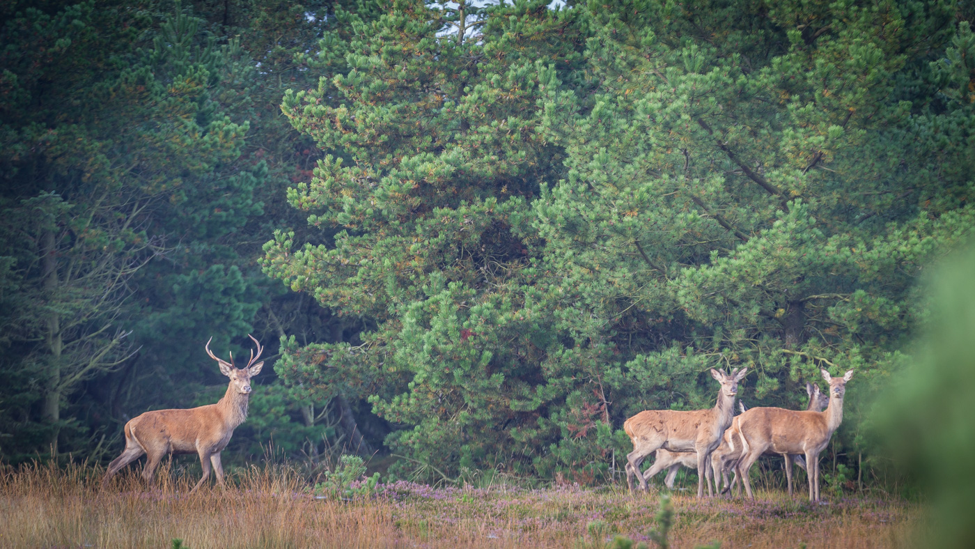 Jagt udlejes i Rold skov