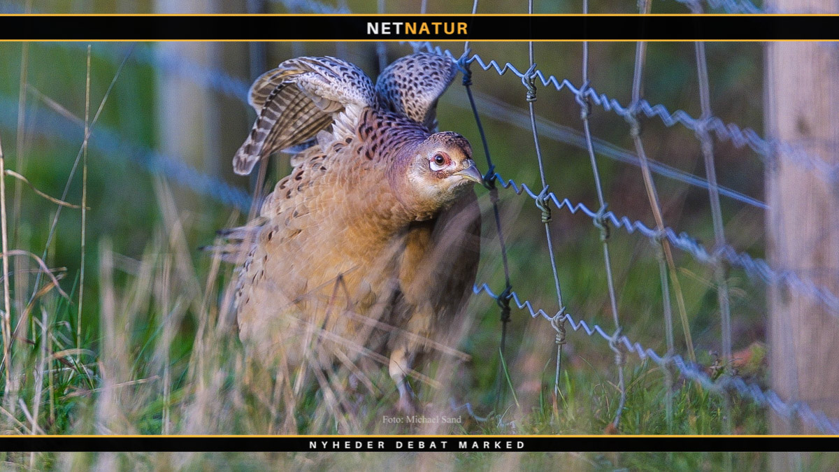 Det Dyreetiske Råd får nye medlemmer