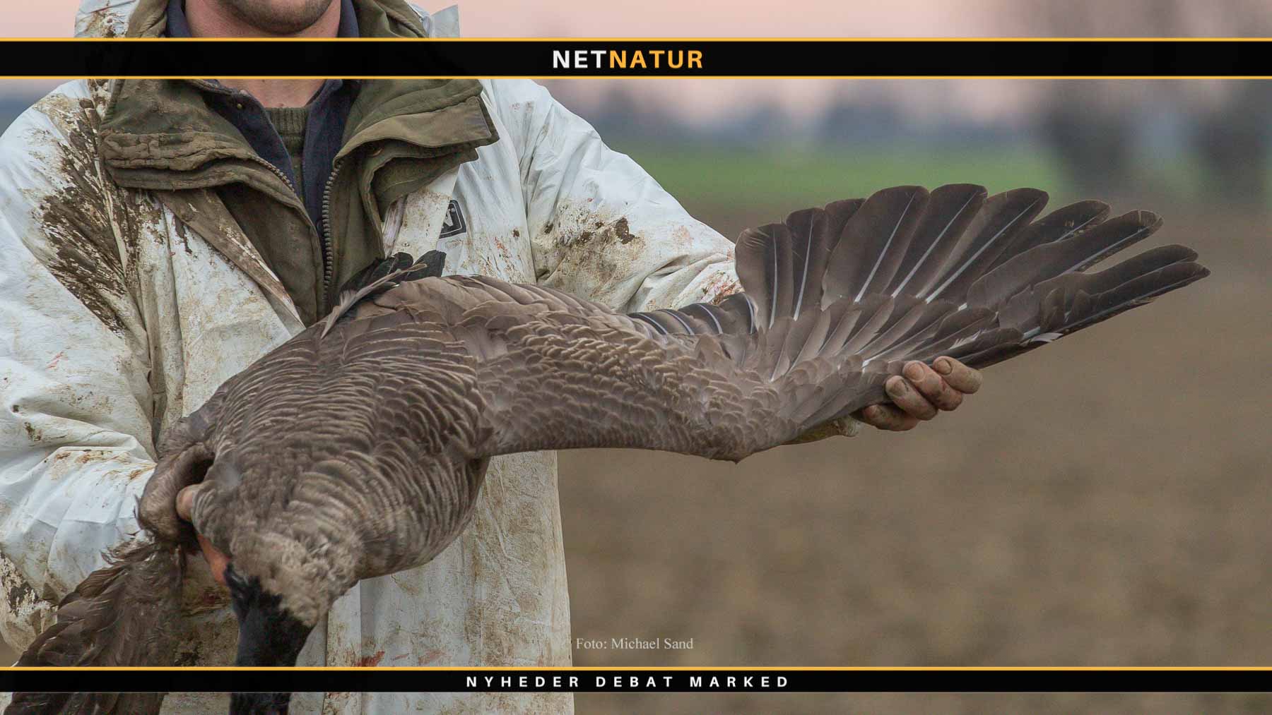 Forsker kommenterer på vingeindsamling fra afsluttet jagtsæson