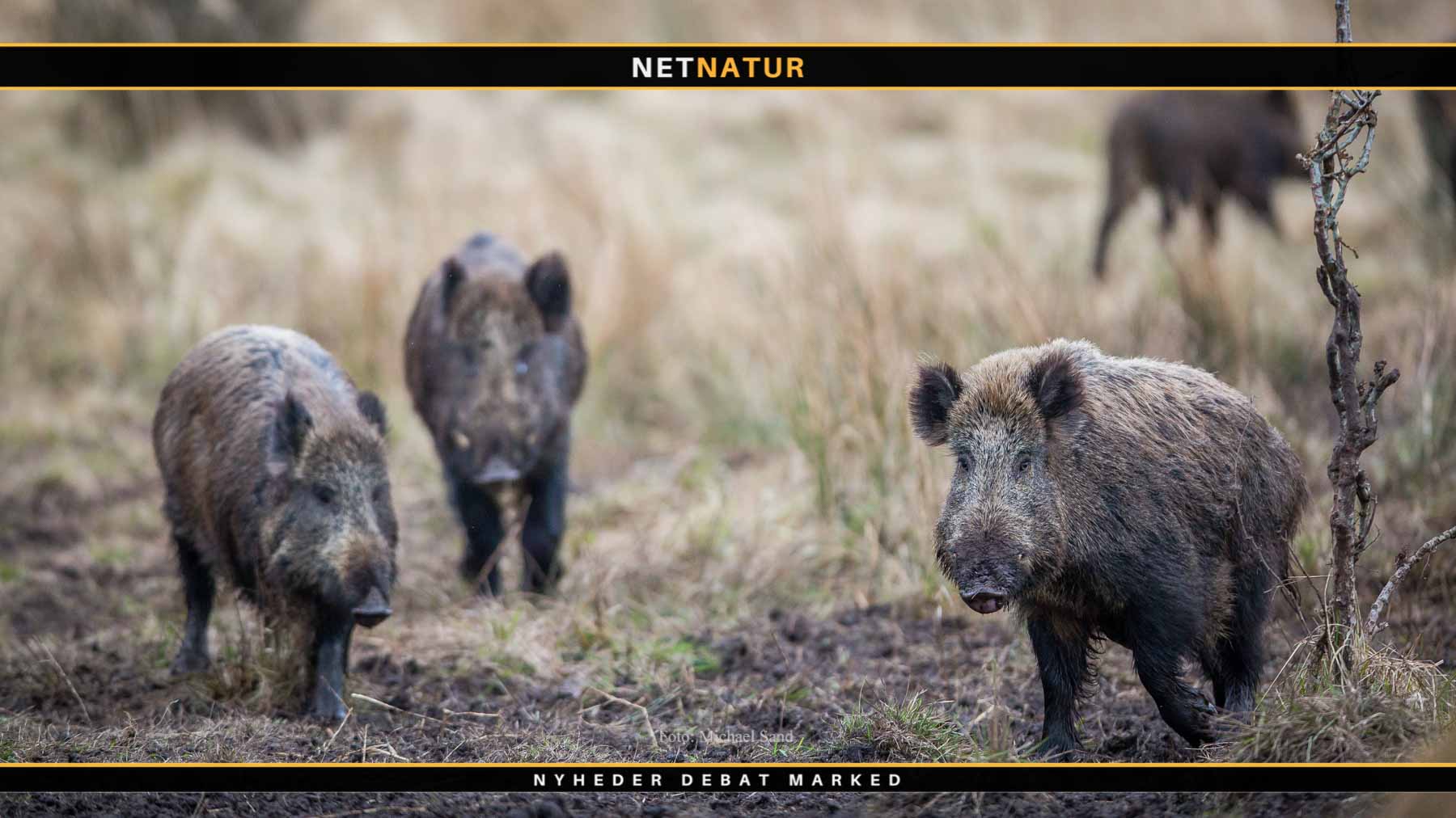 Flensborg Byråd detonerer bombe under vildsvinehegn
