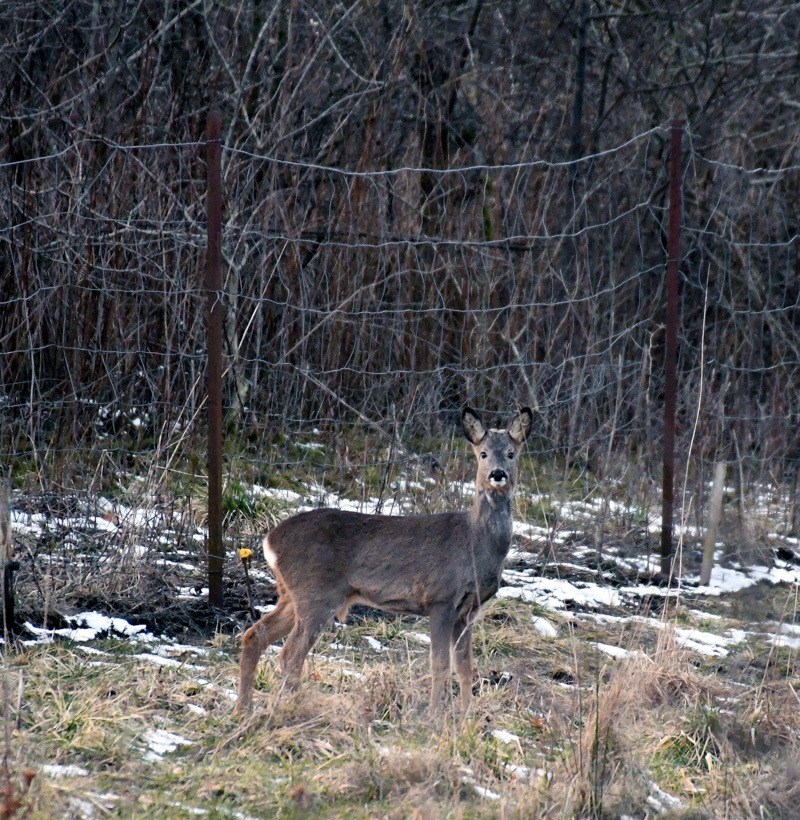 Sæt bukke i aldersklasse