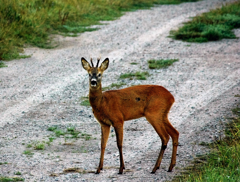 Sæt bukke i aldersklasse
