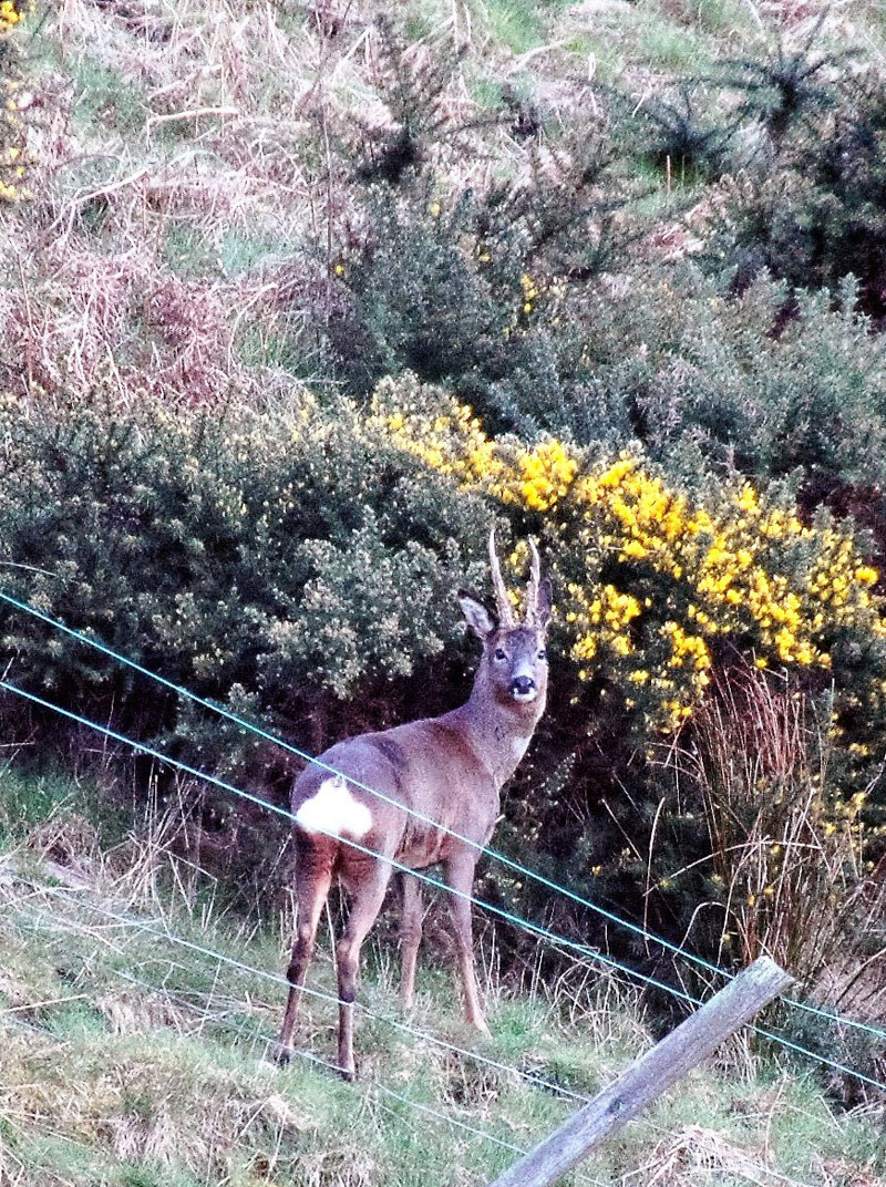 Sæt bukke i aldersklasse