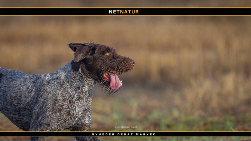 Ruhåret hønsehund - en alsidig jagtkammerat