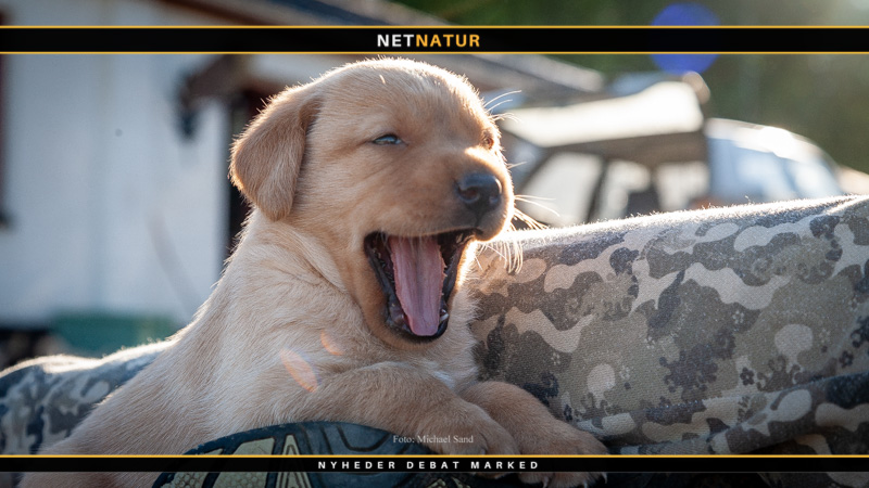 Kennelhoste - ufarlig for sunde hunde