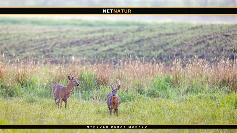 Markråvildt stortrives, og det er svært at jage
