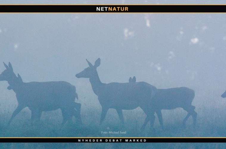 Dæmringsjagt på kronvildt