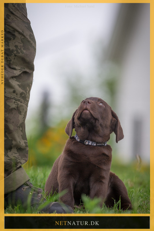 Fantastisk nyhed for hundeejere