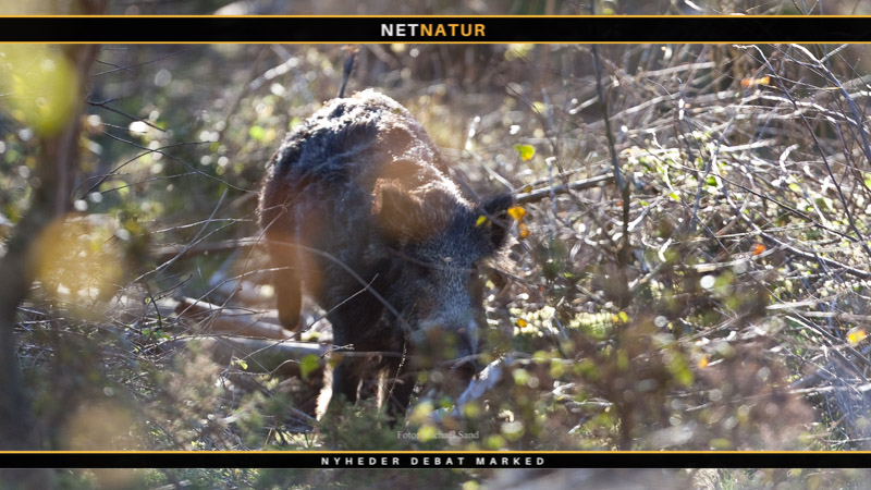 Vildsvin og vådeskud