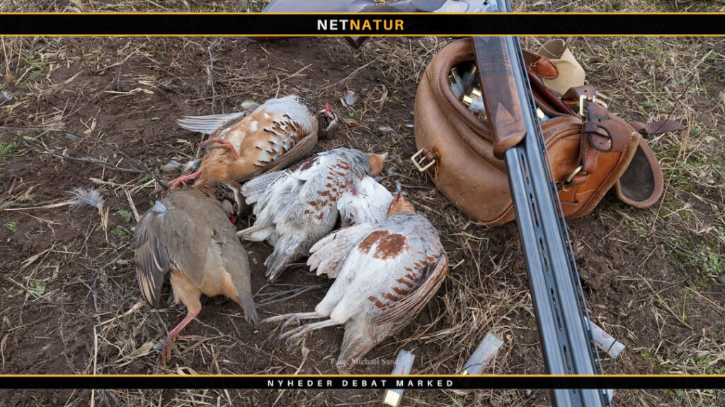 DOF: Udsatte fugle faunaforurener