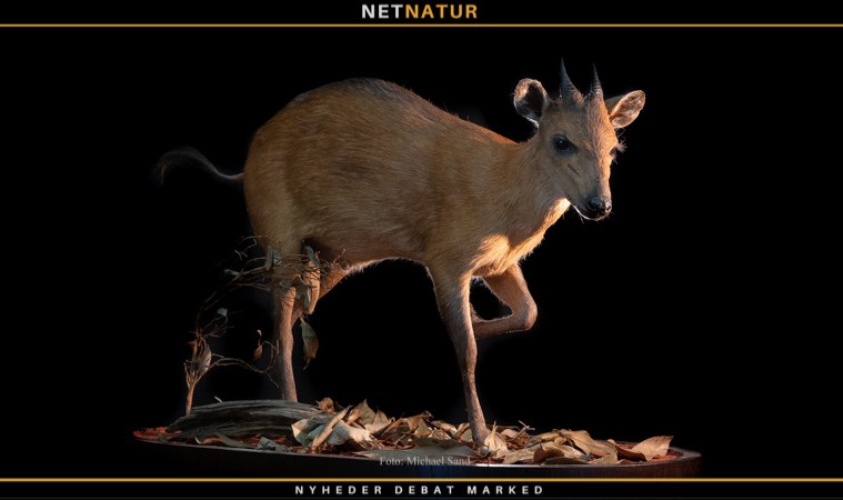 Red-flanked-duiker