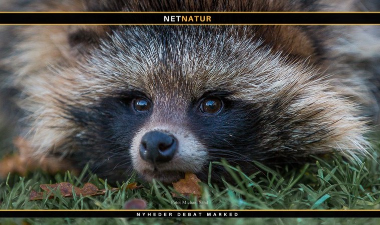 Skydepenge og mårhund