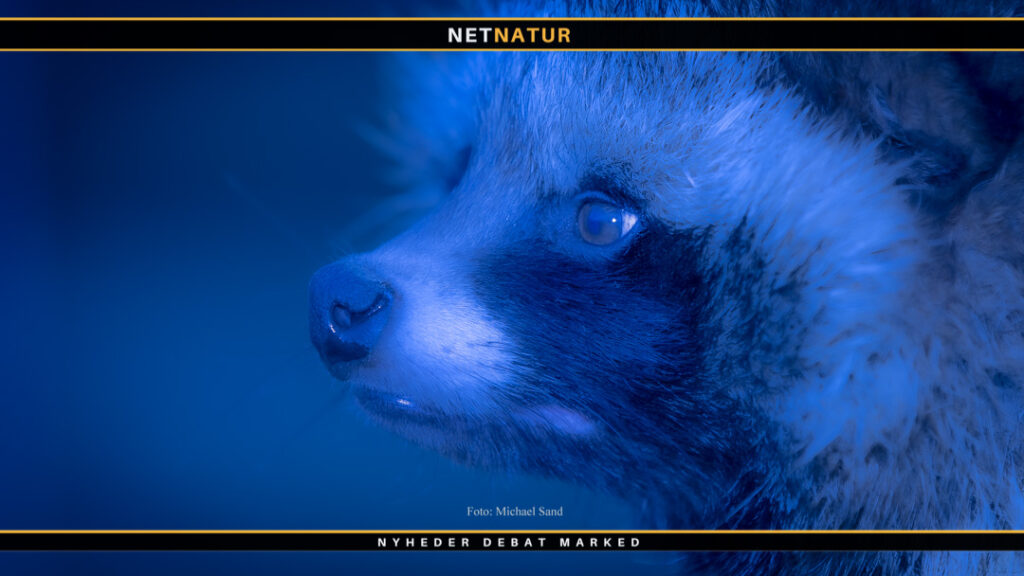 Skydepenge til mårhund