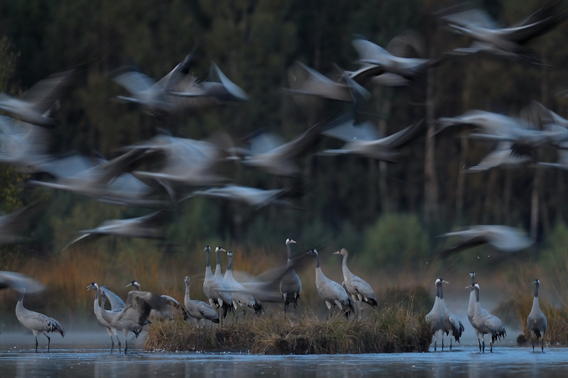 Stort trane-træf i Vejlerne